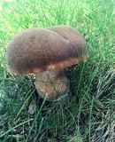 Tylopilus ferrugineus image