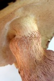 Tylopilus ferrugineus image