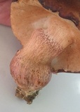 Tylopilus ferrugineus image
