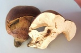 Tylopilus ferrugineus image