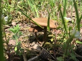 Inocybe lacera image