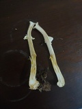 Agaricus rufoaurantiacus image