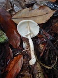 Agaricus rufoaurantiacus image