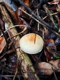 Agaricus rufoaurantiacus image