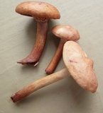 Lactarius subserifluus image