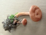 Lactarius subserifluus image