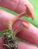 Lactarius subserifluus image