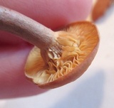 Lactarius subserifluus image
