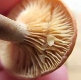 Lactarius subserifluus image