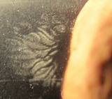 Lactarius subserifluus image
