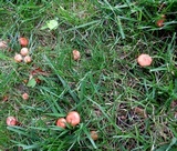 Lactarius subserifluus image