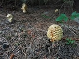 Amanita regalis image