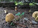 Amanita regalis image