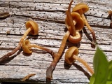 Kuehneromyces lignicola image