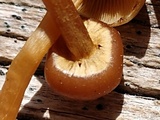 Kuehneromyces lignicola image