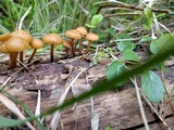 Kuehneromyces lignicola image