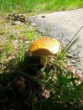 Amanita regalis image