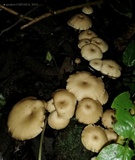 Lentinus swartzii image