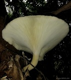 Pleurotus dryinus image