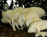 Pleurotus dryinus image