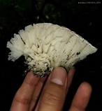 Hydnopolyporus fimbriatus image