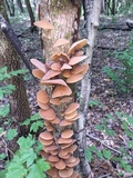 Auricularia angiospermarum image