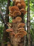 Auricularia angiospermarum image