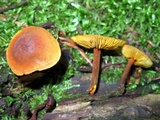 Xeromphalina tenuipes image