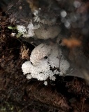 Ceratiomyxa fruticulosa var. fruticulosa image