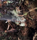 Ceratiomyxa fruticulosa var. fruticulosa image
