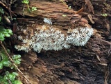 Ceratiomyxa fruticulosa var. fruticulosa image
