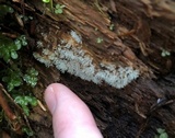 Ceratiomyxa fruticulosa var. fruticulosa image