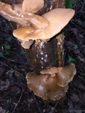 Auricularia angiospermarum image