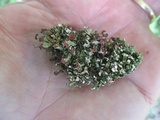Cladonia subcariosa image