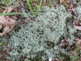 Cladonia subtenuis image