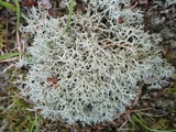 Cladonia subtenuis image
