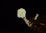 Loweomyces fractipes image