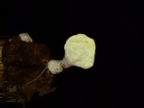 Loweomyces fractipes image