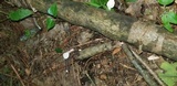 Loweomyces fractipes image