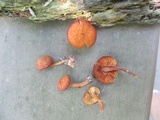 Gymnopilus bellulus image