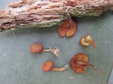 Gymnopilus bellulus image