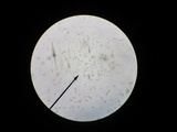 Gymnopilus bellulus image