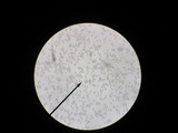 Melanoleuca alboflavida image