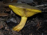 Phylloporus arenicola image
