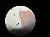 Melanoleuca alboflavida image