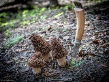 Morchella snyderi image