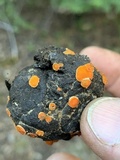 Cheilymenia fimicola image