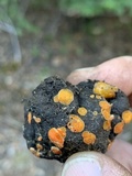 Cheilymenia fimicola image