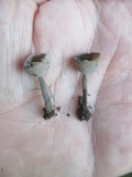 Helvella fibrosa image