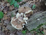 Megacollybia rodmanii image